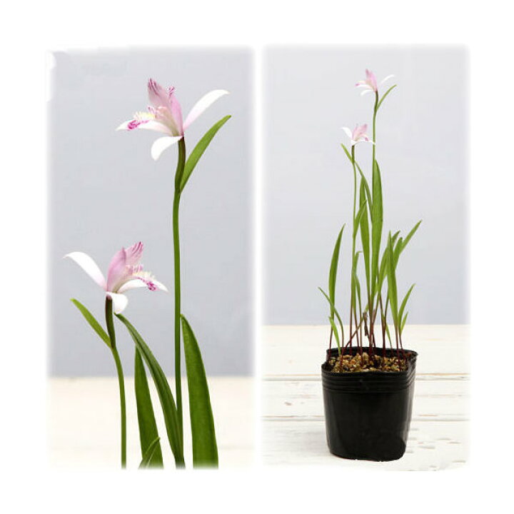 603円 独特の上品 ビオトープ 水辺植物 ドクダミ 3ポット 湿生植物 603円 独特の上品 ビオトープ 水辺植物 ドクダミ 3ポット 湿生植物