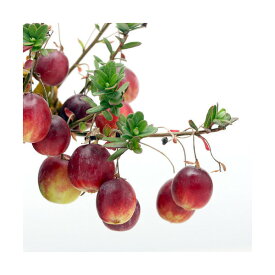 （山野草）盆栽　大実ツルコケモモ（クランベリー　蔓苔桃）　3～3．5号（1ポット）　家庭菜園【HLS_DU】