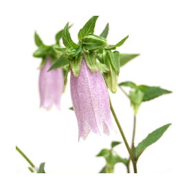 楽天市場 カンパニュラ 花 観葉植物 花 ガーデン Diy の通販