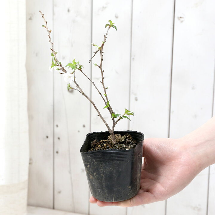 楽天市場】（山野草）盆栽 サクラ（桜）湖上の舞（コジョウノマイ 