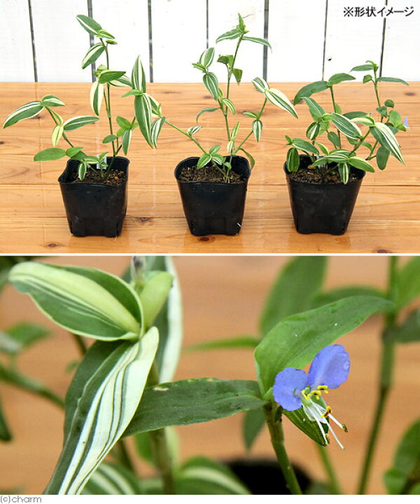 楽天市場 ビオトープ 水辺植物 斑入りツユクサ ３号 １ポット 湿性植物 休眠株 Charm 楽天市場店