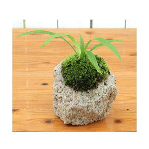 (山野草)苔盆栽 抗火石鉢植え タガネソウ(1鉢)