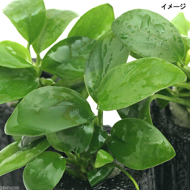 861円 全国一律送料無料 水草 組織培養 稚エビの隠れ家 アヌビアスナナ付 861円 全国一律送料無料 水草 組織培養 稚エビの隠れ家 アヌビアスナナ付