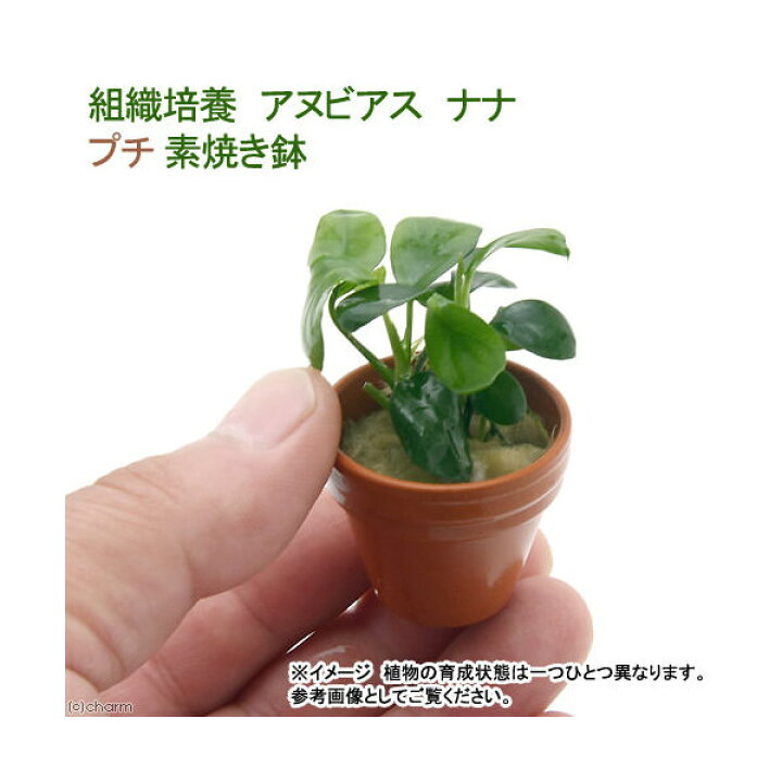 楽天市場 水草 プチ素焼き鉢 組織培養 アヌビアスナナ 無農薬 １鉢 Charm 楽天市場店