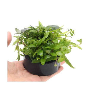 ijnjJVF^[@񂹐A~bNX@`Oi`itji_ji1j