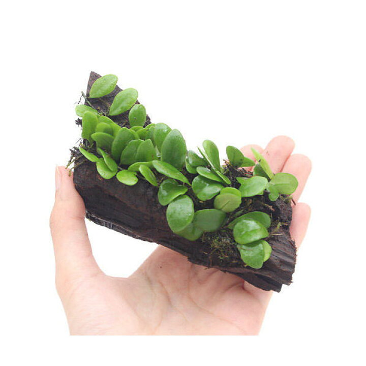 楽天市場 観葉植物 テラ向け マメヅタ付き流木 sサイズ 1本 Charm 楽天市場店 楽天市場 観葉植物 テラ向け マメヅタ付き流木 sサイズ 1本 Charm 楽天市場店
