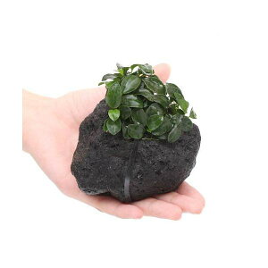 ijAkrAXii@v`@n΁@STCYi10cmjitji1j