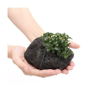 ijAkrAXii@v`@n΁@MTCYi14cmjitji1j