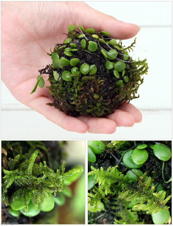 楽天市場】（盆栽）ミニ苔玉 吊るし玉 マメヅタ （1個） : charm 楽天 