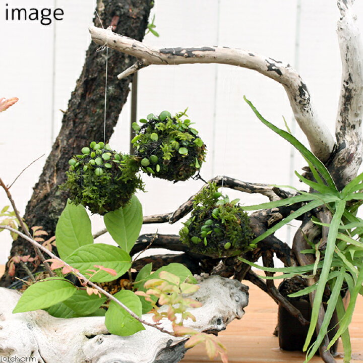 楽天市場】（盆栽）ミニ苔玉 吊るし玉 マメヅタ （1個） : charm 楽天 