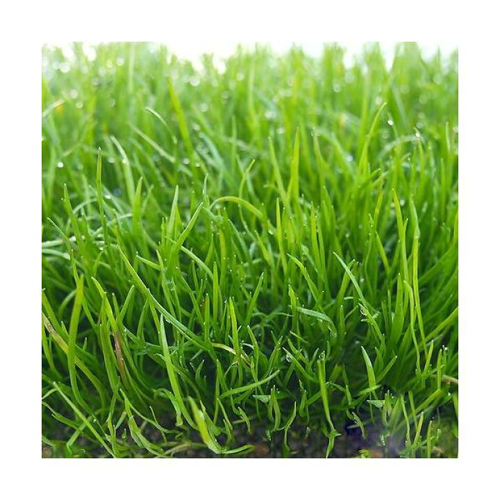 楽天市場 水草 コブラグラス モーリシャス 水上葉 無農薬 5束分 Charm 楽天市場店 楽天市場 水草 コブラグラス モーリシャス 水上葉 無農薬 5束分 Charm 楽天市場店