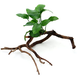 (水草)おまかせアヌビアス 枝状流木付 Mサイズ(1本)(20cm〜)