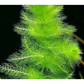 （水草）メダカ・金魚藻　ウトリクラリア　アウレア（ノタヌキモ）（無農薬）（20本）
