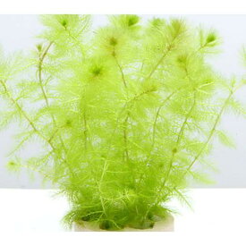 （水草）メダカ・金魚藻　ハニカムシェルター　ウトリクラリア　アウレア（ノタヌキモ）（無農薬）（1個）
