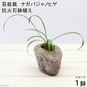 (山野草)苔盆栽 抗火石鉢植え ナガバジャノヒゲ(1鉢)