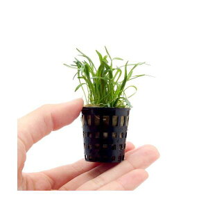 ij~j|bg@RuOXitji_ji3|bgj