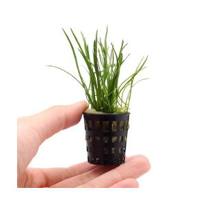 ij~j|bg@RuOX@[VXitji_ji3|bgj