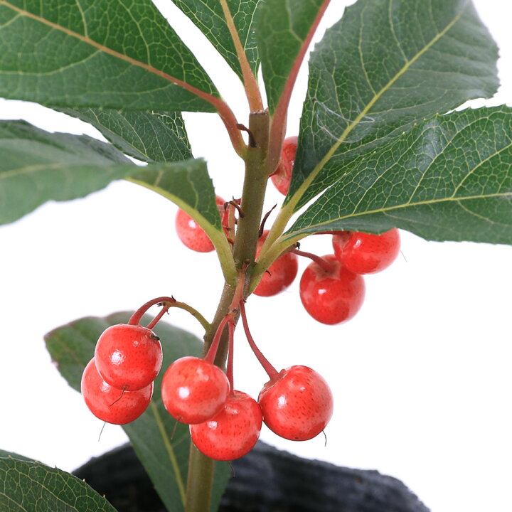 楽天市場 山野草 盆栽 十両 ヤブコウジ 藪柑子 ２ ５号 １ポット Charm 楽天市場店