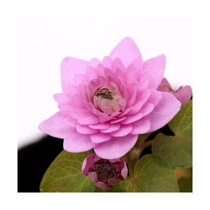 iR쑐jJ}c\Eijd~ԃJ}c@3i1|bgjixԁj