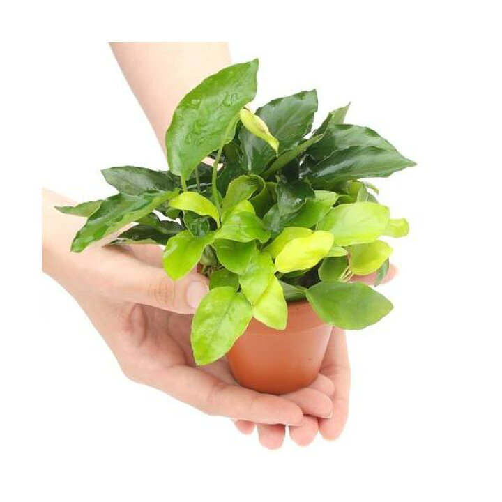 楽天市場 水草 素焼き鉢 寄せ植えミックス ｖｅｒ 小型アヌビアス ミックス １個 Charm 楽天市場店