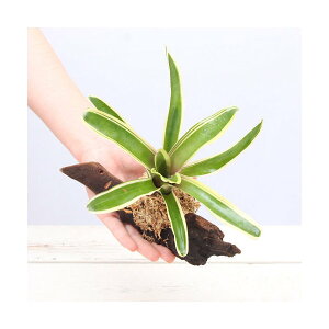 iϗtAjeE@lIQA@ؕt@i15cmji1{j@uA