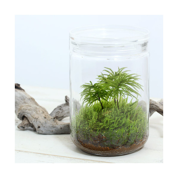 観葉植物 安い 苔Ｔｅｒｒａｒｉｕｍ コウヤノマンネングサ 説明書付 格安 価格でご提供いたします ガラスボトルＬ