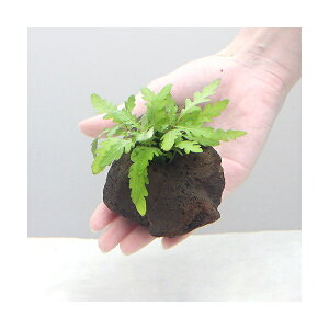 ijnCOtB@sieBtB_@nΕtitji_ji3j