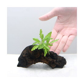 （水草）ハイグロフィラ　ピンナティフィダ　流木付　Sサイズ（水上葉）（無農薬）（1本）（約15cm）