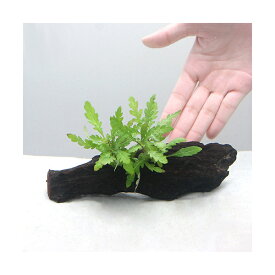（水草）ハイグロフィラ　ピンナティフィダ　流木付　Mサイズ（水上葉）（無農薬）（1本）（約20cm）