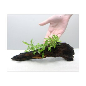 （水草）ハイグロフィラ　ピンナティフィダ　流木付　Lサイズ（水上葉）（無農薬）（1本）（約25cm）