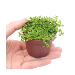 ijA@j[[Wp[OXitji_ji3j