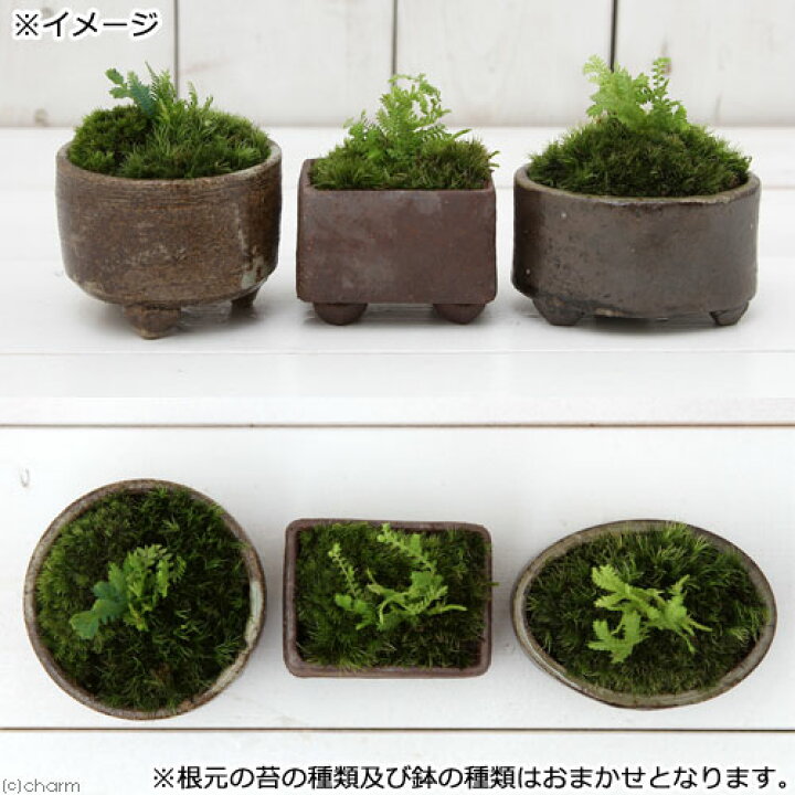 楽天市場 盆栽 苔盆栽 益子焼鉢植え クラマゴケ 鉢おまかせ １鉢 Charm 楽天市場店