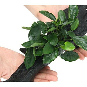 ijAkrAXii@O@EF[u[t@ؕt@LTCYi1{ji25cmj