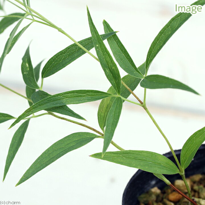 楽天市場 山野草 チシマハンショウヅル 千島半鐘蔓 ３号 １ポット 休眠株 Charm 楽天市場店