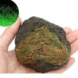 ijā@bNE[t@wA[OXV[g@n΁@STCYi8`12cmjitji_ji3j