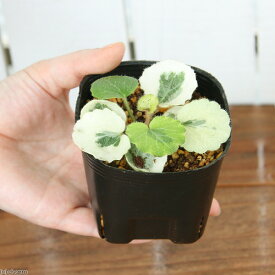（山野草）斑入りユキノシタ（斑入雪ノ下）　七変化　2．5〜3号（1ポット）（休眠状態）