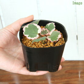 （山野草）斑入りユキノシタ（斑入雪ノ下）　御所車　2．5〜3号（1ポット）（休眠状態）