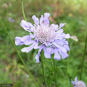 松 苗の人気商品 通販 価格比較 価格 Com