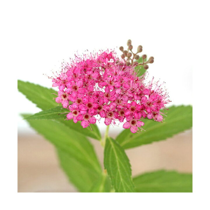 165円 ◇限定Special Price 桜草 ニホンサクラソウ 銘品 五大州 2芽入りポット山野草 165円 ◇限定Special Price 桜草 ニホンサクラソウ 銘品 五大州 2芽入りポット山野草