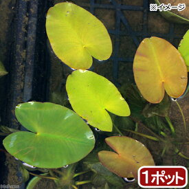 （ビオトープ）水辺植物　河骨　サイコクヒメコウホネ（1ポット）　浮葉植物【HLS_DU】