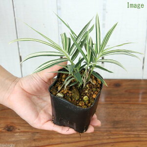 iR쑐j`SUTitj@3i1|bgjixԁj