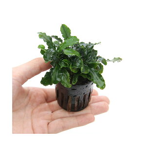 水草 ポットの人気商品 通販 価格比較 価格 Com