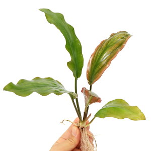 ieEjQihsp.eJV[itji1j@kCEBq֗vۉ