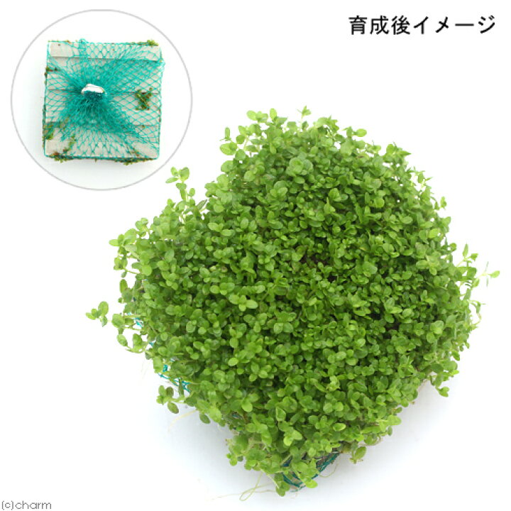 水草 ニューラージパールグラス 水上葉