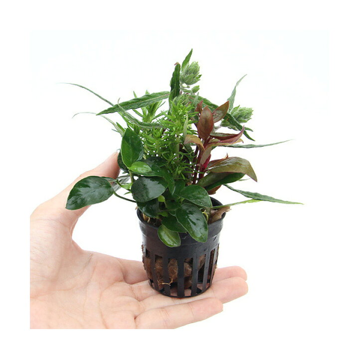 7円 お歳暮 水草 ポット おまかせ寄せ植えミックス 水上葉 無農薬 1ポット 7円 お歳暮 水草 ポット おまかせ寄せ植えミックス 水上葉 無農薬 1ポット