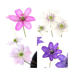 (山野草)ユキワリソウ(雪割草)標準花 花色おまかせ 3号(1ポット)(休眠状態)