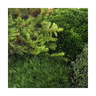 （観葉植物）テラリウム　苔　4種ミックス　品種表記なし　1パック分