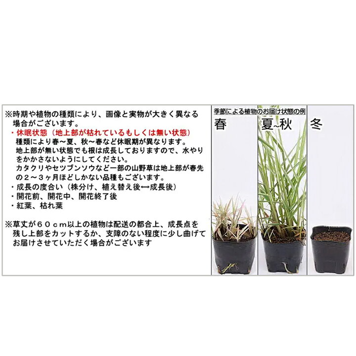 楽天市場 山野草 斑入りナルコユリ 斑入鳴子百合 ３ ３ ５号 １ポット Charm 楽天市場店