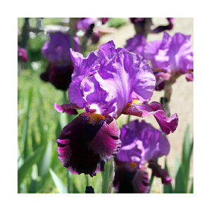 iϗtAjW[}ACX@ԐF܂@3i1|bgjixԁj