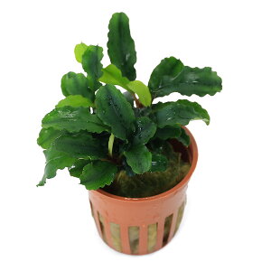 ijuZt@hspDsO}GA@Bukit@KelamigsJ|bgji1|bgj@kCEBq֗vۉ